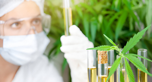 Migliorare la Biodisponibilit dei Cannabinoidi nella Gestione del Dolore: Il Ruolo delle Ciclodestrine